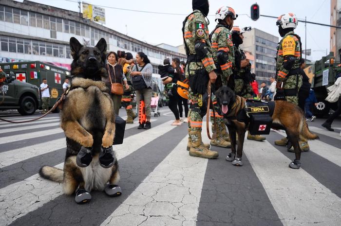 Los binomios caninos también se hicieron presentes en el Desfile Cívico Militar que tuvo lugar en el Zócalo de la capital del país.