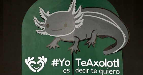 UNAM lanza campaña para conservar al