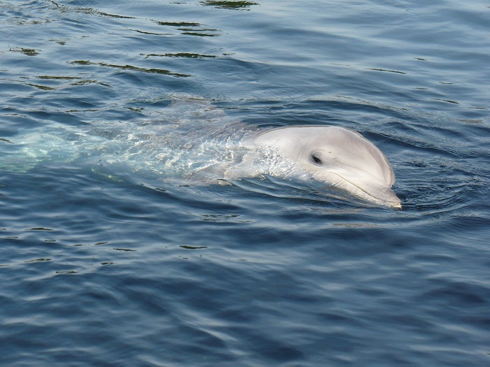 Los delfines merecen vivir libres.