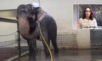 Una elefante usa una manguera como herramienta para bañarse