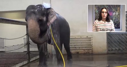 Una elefante usa una manguera como herramienta para bañarse