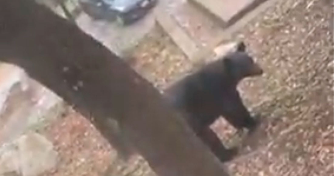 Un oso negro irrumpió en una cabaña en Nuevo León