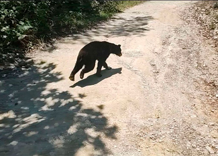 Un oso negro irrumpió en una cabaña en Nuevo León