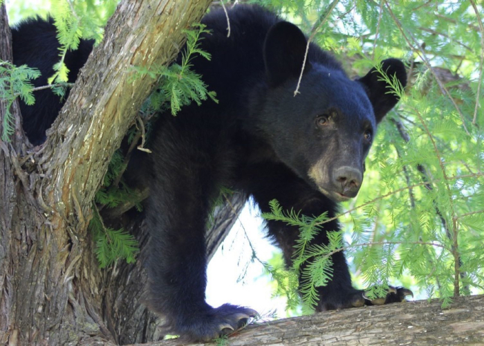 Oso negro en Monterrey