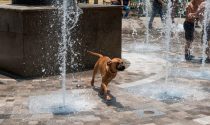 Niños y sus mascotas se refrescan en las fuentes de la Alameda Central. Imagen ilustrativa.