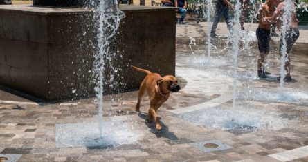 Niños y sus mascotas se refrescan en las fuentes de la Alameda Central. Imagen ilustrativa.