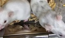 El ratón quimérico resultante mostró rasgos físicos tanto del embrión donante como de las células madre inducidas en el laboratorio, como manchas de pelo negras y ojos oscuros, lo que confirma que estos genes antiguos desempeñaron un papel crucial para que las células madre fueran compatibles con el desarrollo del animal.