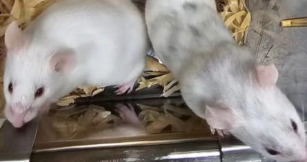 El ratón quimérico resultante mostró rasgos físicos tanto del embrión donante como de las células madre inducidas en el laboratorio, como manchas de pelo negras y ojos oscuros, lo que confirma que estos genes antiguos desempeñaron un papel crucial para que las células madre fueran compatibles con el desarrollo del animal.