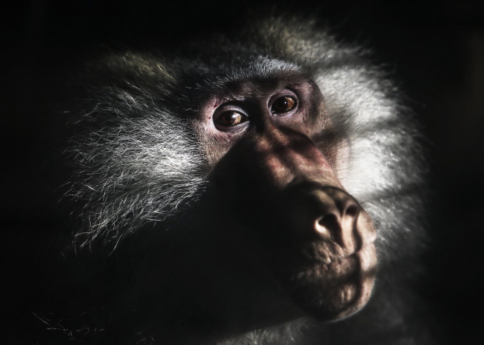 Mono Babuino en el zoológico