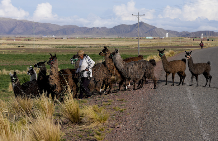 Edilberta Quenta lleva a sus llamas a pastar antes de votar durante las elecciones judiciales en Bolivia.