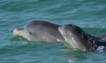 Los delfines mulares son especies bioindicadores de la salud del ecosistema y los investigadores encontraron en ellos productos farmacéuticos que incluían opioides, relajantes musculares y sedantes. 