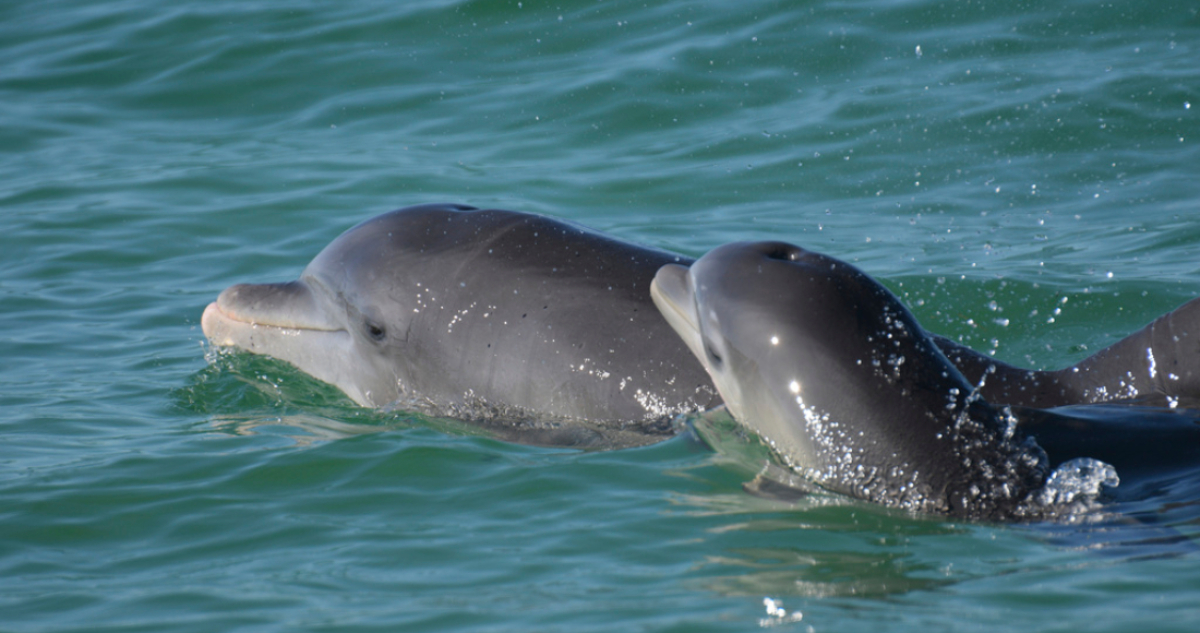 Los delfines mulares son especies bioindicadores de la salud del ecosistema y los investigadores encontraron en ellos productos farmacéuticos que incluían opioides, relajantes musculares y sedantes. 