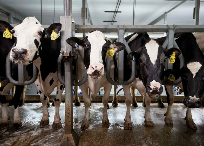 El Departamento de Agricultura de Estados Unidos ordena pruebas para detectar gripe aviar en la leche del país.