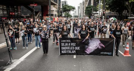 Igualdad Animal México alza la voz por los animales.