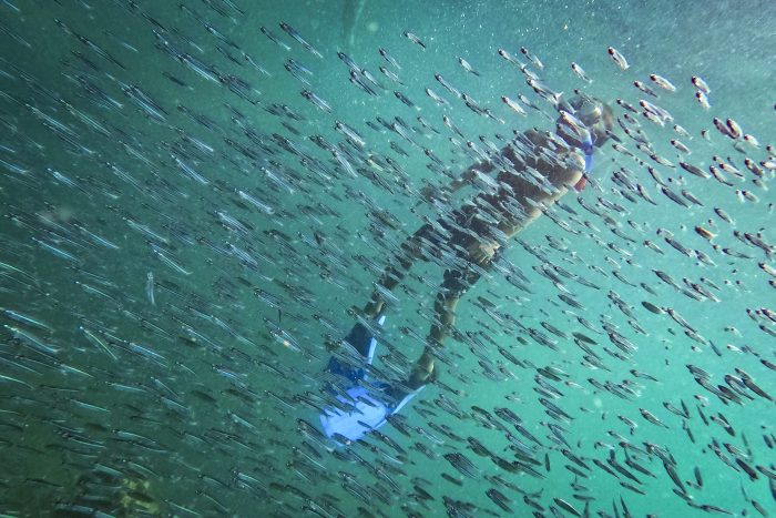 Un buceador observa un banco de peces cerca de un naufragio en la isla de Cubagua.