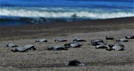 Liberar tortugas en Colima, una gran actividad para vacaciones