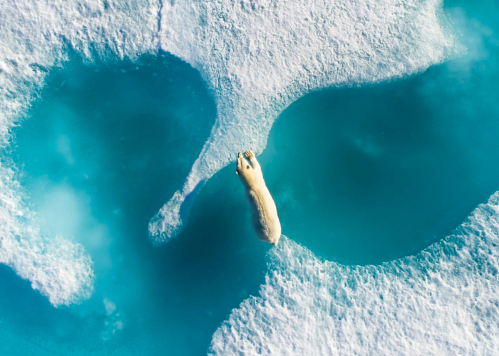 Un oso polar en el corazón del Ártico