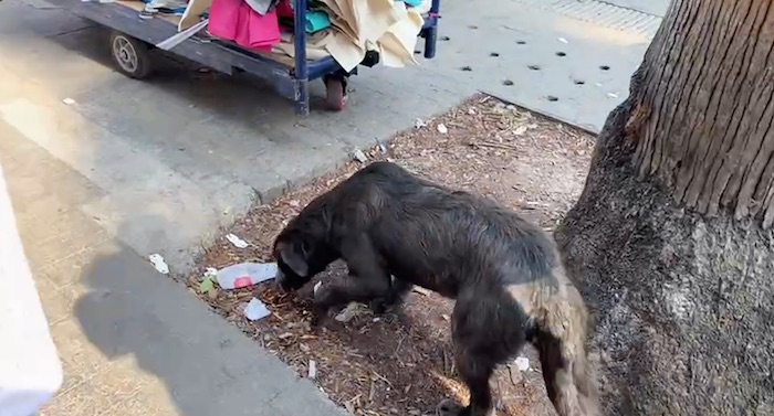 Perro en situación de calle