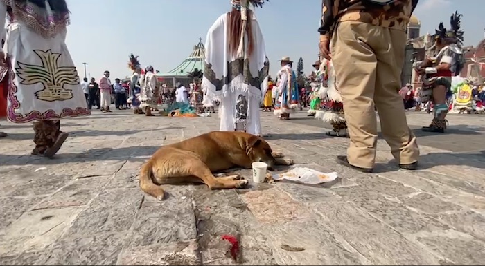 Perro con golpe de calor