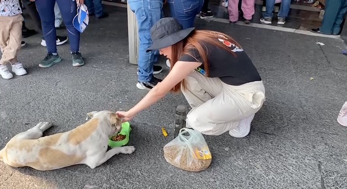 Perros peregrinos: capitalianos exhiben maltratos