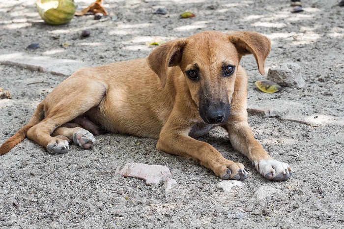 Los animales también pierden a sus familias en las guerras. 