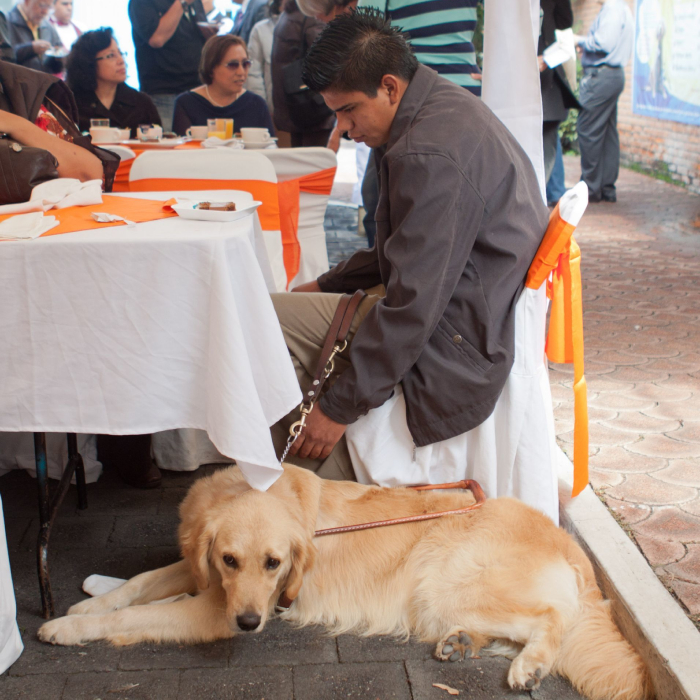 En la escuela para entrenamiento para perros guía para ciegos IAP, se realizó la primera graduación de perros guías para personas invidentes. 