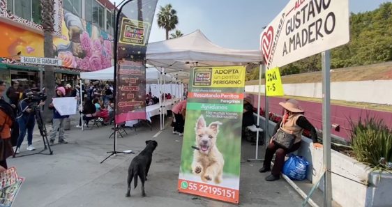 Perros peregrinos: capitalianos exhiben maltratos