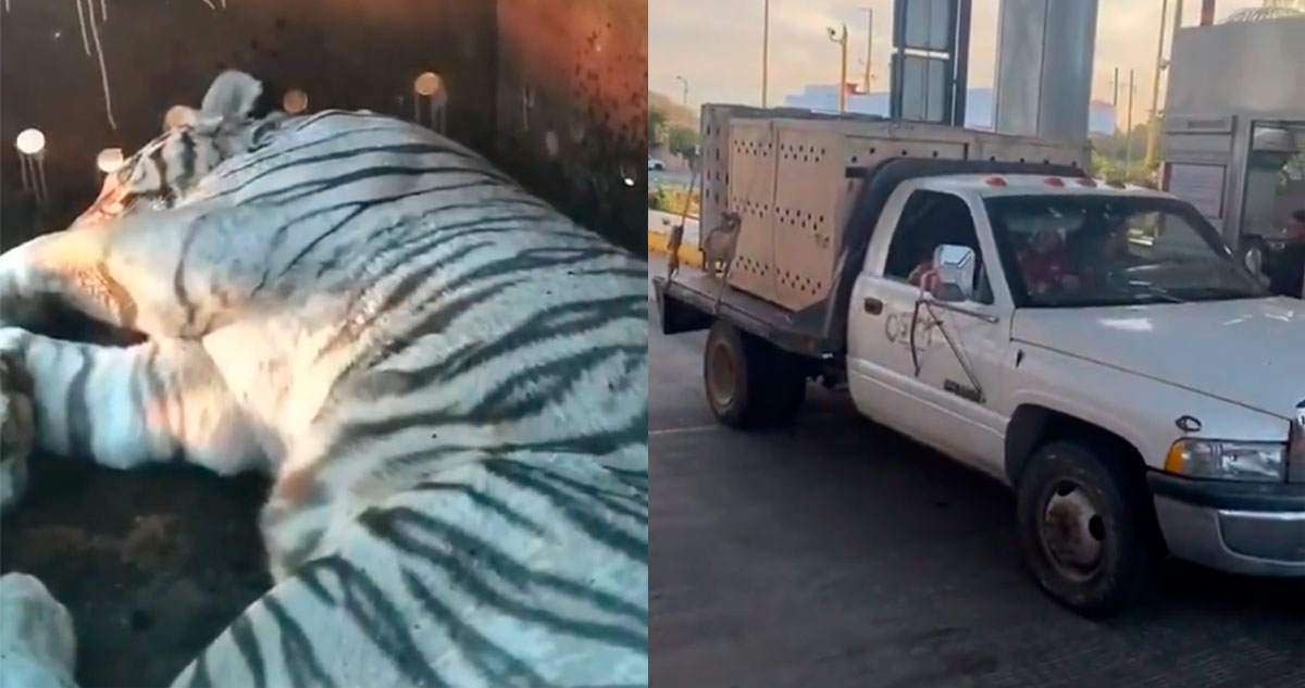 Dos tigres de bengala fueron rescatados en Sinaloa