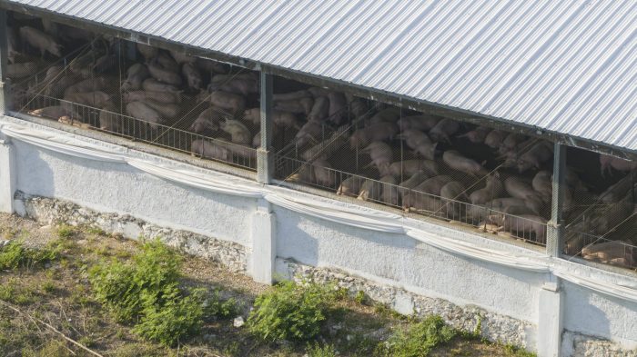 Una granja de cerdos en Sitilpech