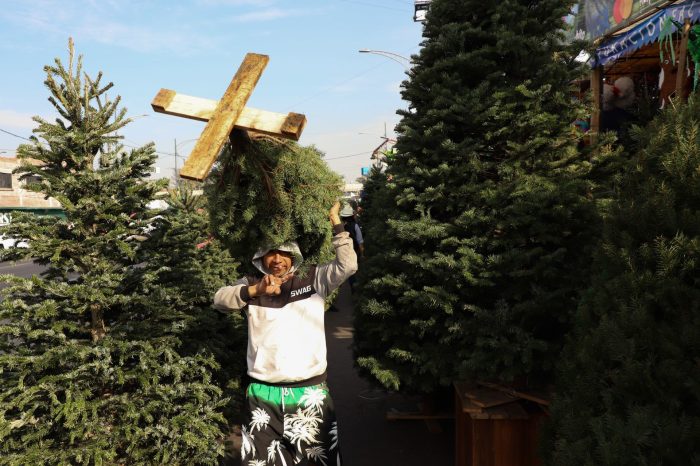 Venta Árboles de Navidad