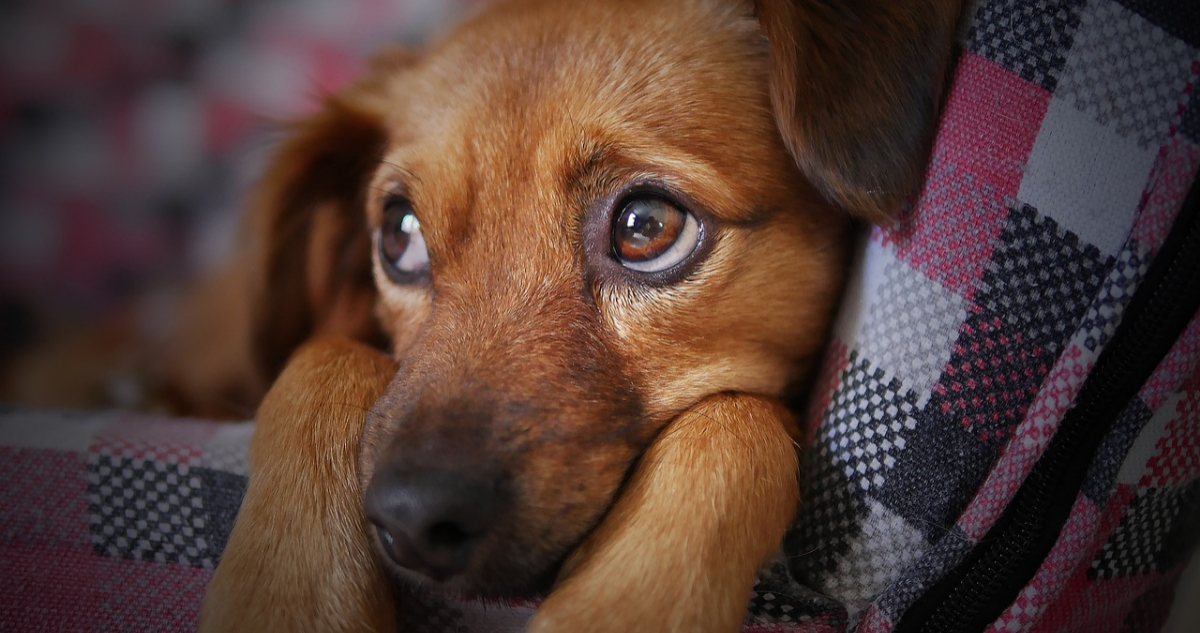 ¿Qué cuidados se deben seguir para proteger la salud de los animales rescatados?