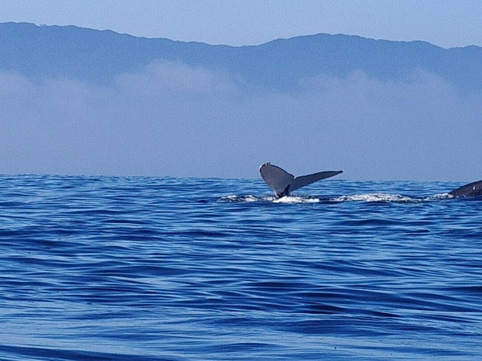 Avistamiento de ballenas