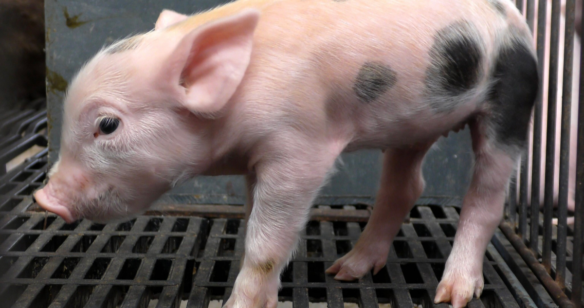 La protección de los animales en granjas avanza alrededor del mundo.