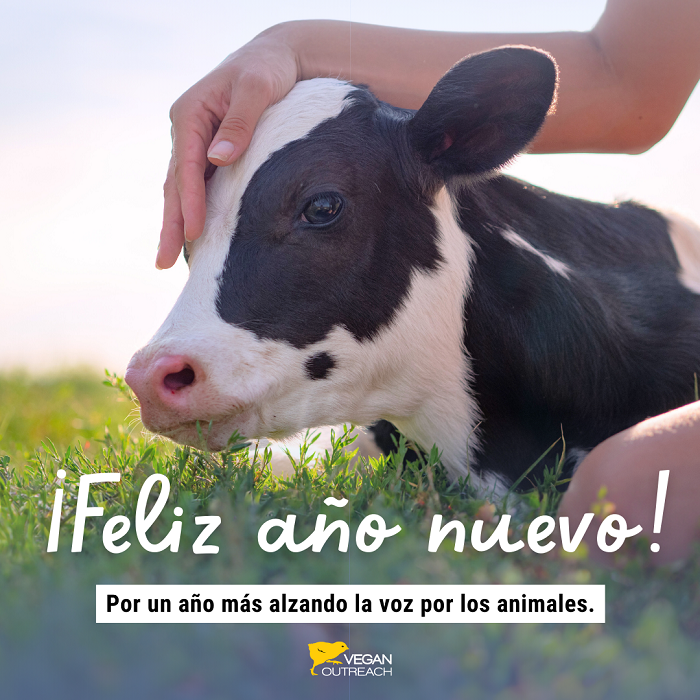 Más del 90 por ciento de los animales criados globalmente para producir carnes, leche y huevos forman parte de la industria intensiva.