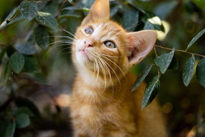 Los animales rescatados deben tener un seguimiento especial