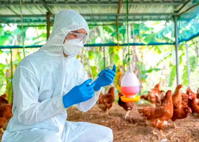 Expertos opinan sobre una posible pandemia de virus H5N1