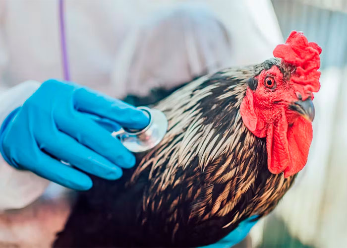 Expertos opinan sobre una posible pandemia de virus H5N1