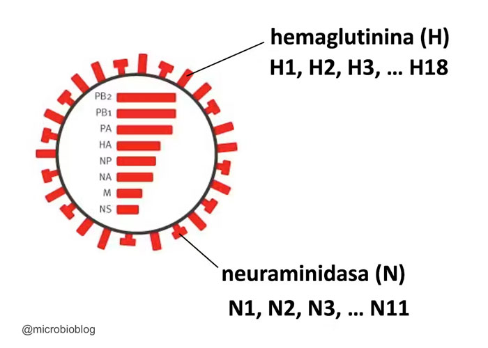 Expertos opinan sobre una posible pandemia de virus H5N1