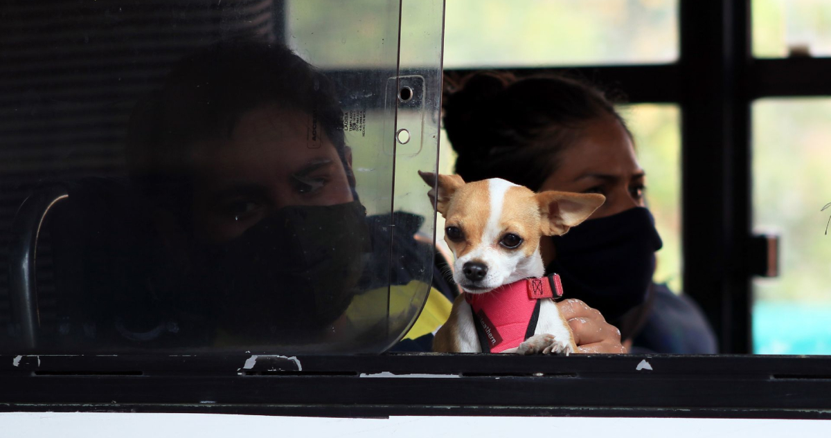 Una perrita tuvo que ser sacrificada tras sufrir de maltrato animal por una pareja que la atropelló.