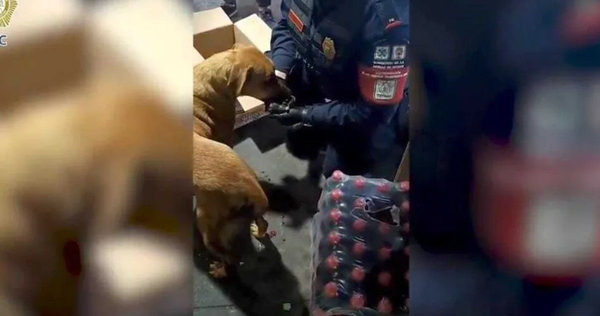 VIDEO ¬ Elementos de la PBI ayudan a perrita a dar a luz en Cetram Indios Verdes.