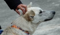 Estas ideas encuentran eco en políticas públicas de gobiernos progresistas, donde el bienestar de los animales se percibe como causa moral.