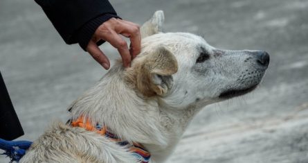 Estas ideas encuentran eco en políticas públicas de gobiernos progresistas, donde el bienestar de los animales se percibe como causa moral.