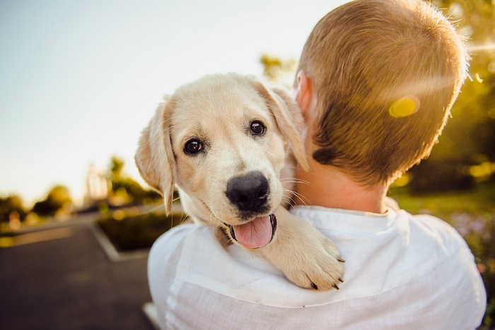 La adopción como método de rescate animal