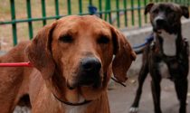 Estudio señala que diferencias genéticas en perros de Chernóbil no se debe a la radiación