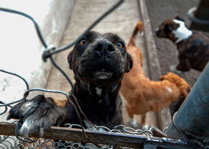 Estudio señala que diferencias genéticas en perros de Chernóbil no se debe a la radiación