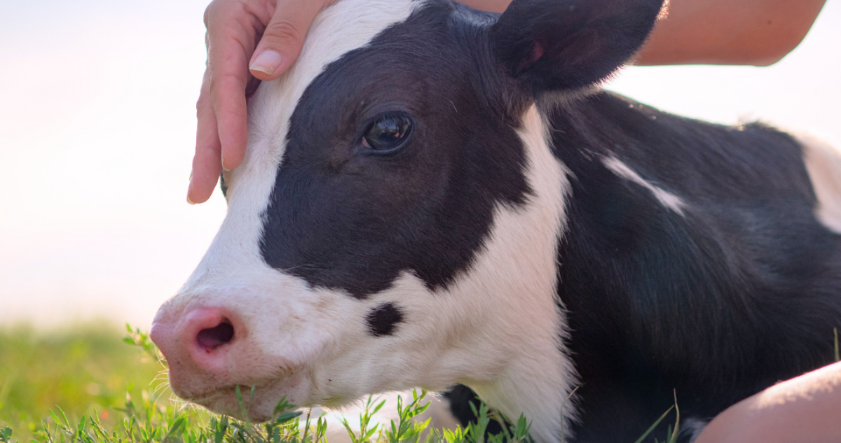 Vegan Outreach cuenta con un programa gratuito en línea llamado el Semanario Vegano.